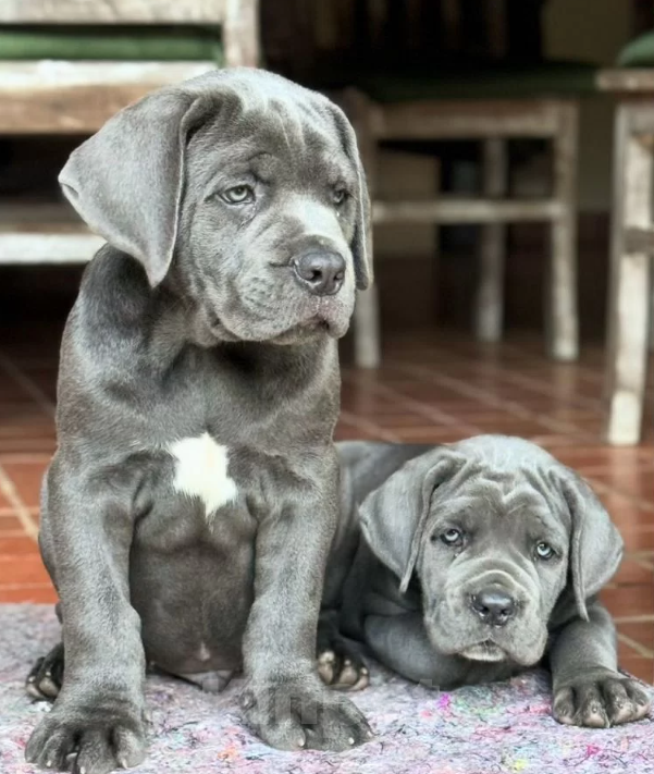 Собаки в Краснодаре: Щенки кане корсо от Топ питомника Девочка, 200 000 руб. - фото 3