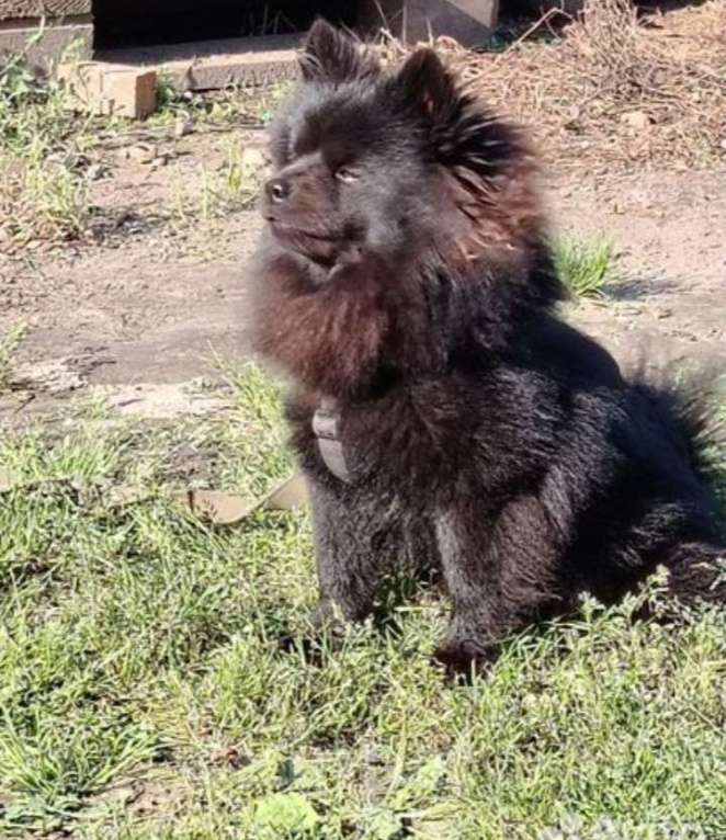 Собаки в Казани: Мини чау-чау Девочка, 6 000 руб. - фото 3