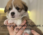 Собаки в Краснодаре: Высокопородные щенки с родословной, гарантией сопровождения в дальнейшем развитии Мальчик, 70 000 руб. - фото 3