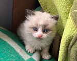 Кошки в Москве: Котята ищут дом Мальчик, Бесплатно - фото 1