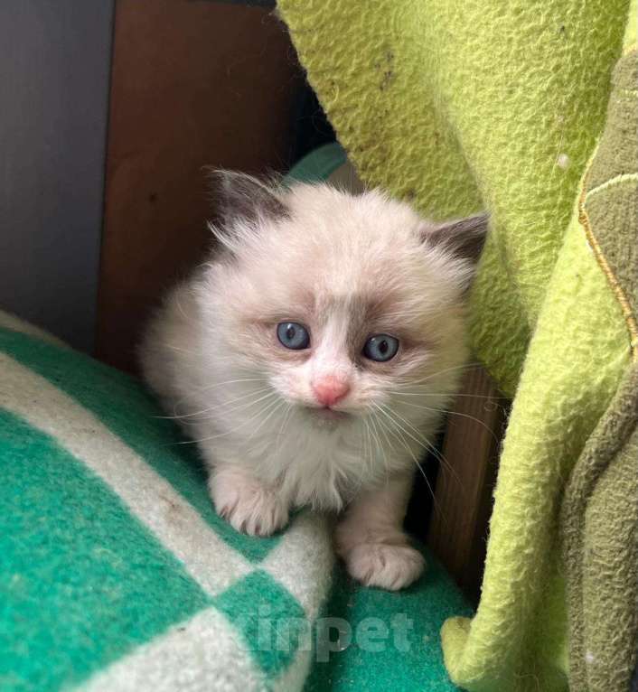 Кошки в Москве: Котята ищут дом Мальчик, Бесплатно - фото 1