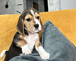 Собаки в Краснодаре: Щенки бигля РКФ Мальчик, Бесплатно - фото 2
