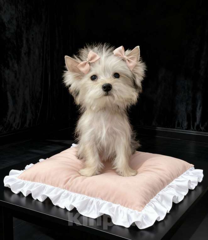 Собаки в Москве: Подрощенный йорк мини девочка золотая Девочка, 70 000 руб. - фото 6