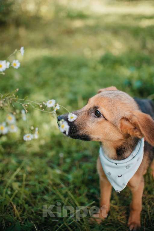 Собаки в Москве: Милейший щенок Карат в добрые руки Мальчик, Бесплатно - фото 2