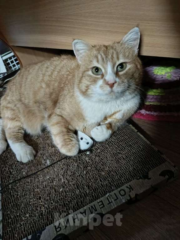 Кошки в Москве: Солнечный котик в добрые руки Мальчик, Бесплатно - фото 5