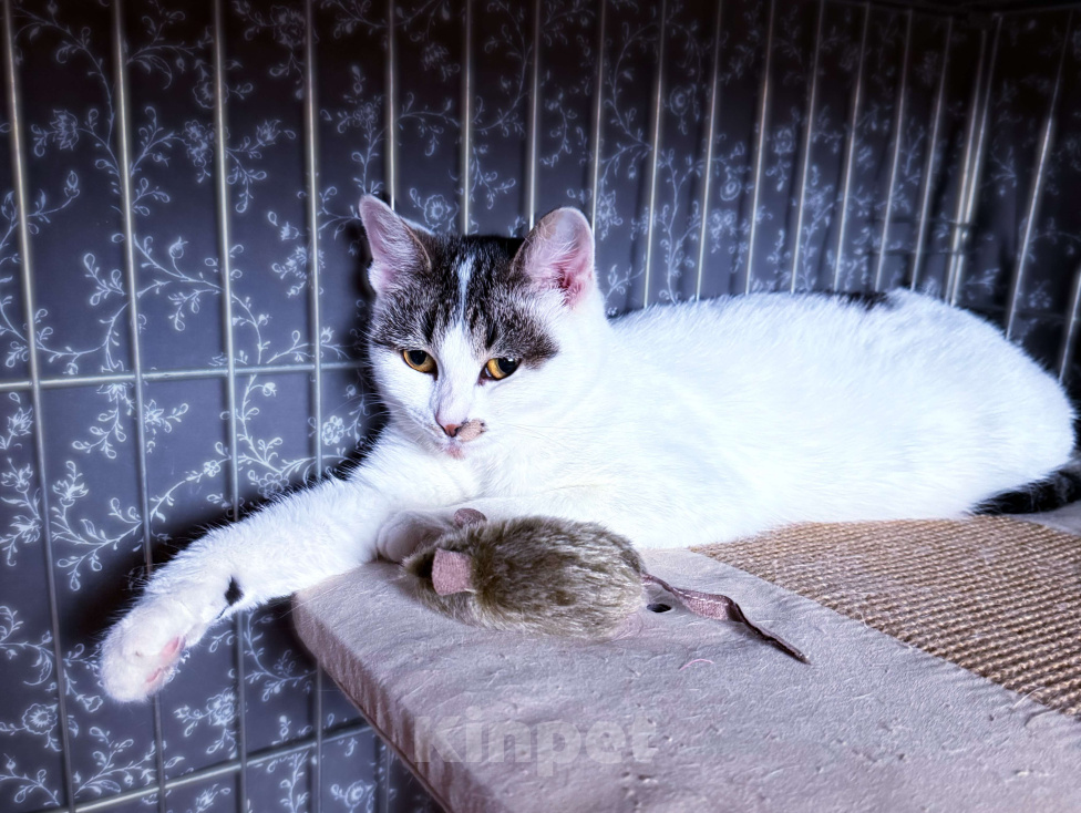 Кошки в Москве: Зефирка Сердечная в поисках дома Девочка, Бесплатно - фото 2