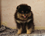 Собаки в Калининграде: Померанский шпиц,щенок Девочка, 30 000 руб. - фото 8