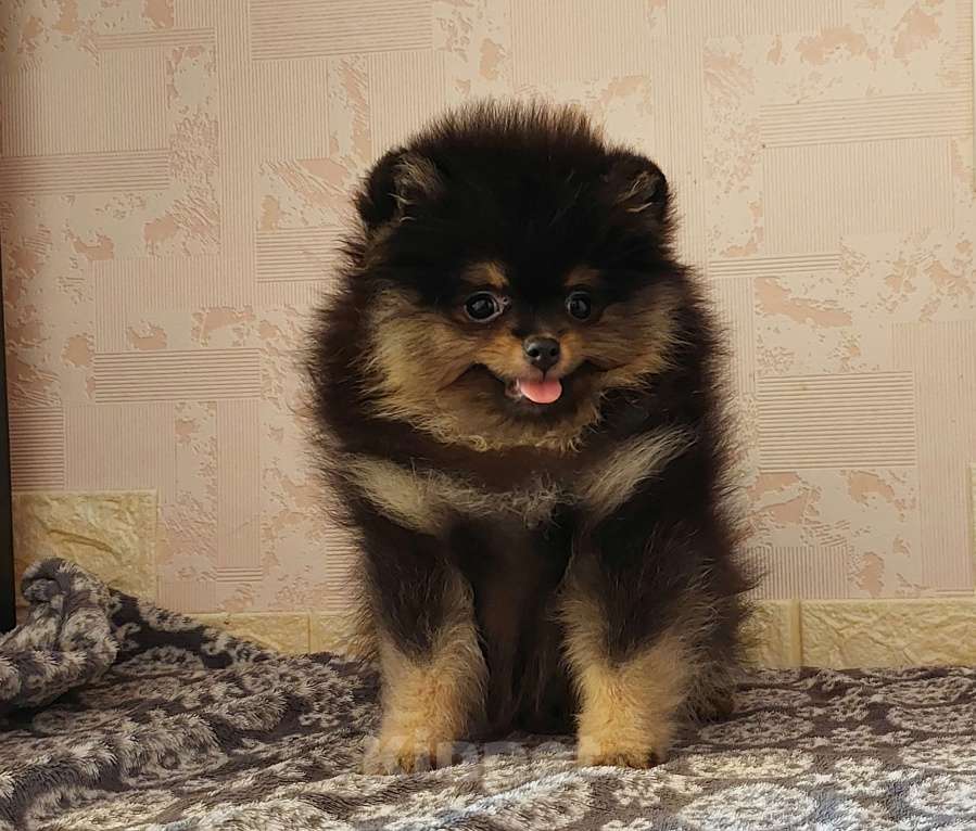 Собаки в Калининграде: Померанский шпиц,щенок Девочка, 30 000 руб. - фото 8