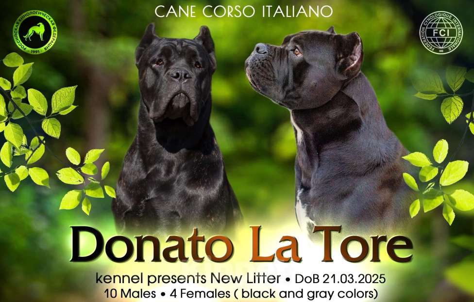 Собаки в Краснодаре: Щенки Кане Корсо  Мальчик, Бесплатно - фото 4