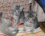 Кошки в Балашихе: котята в поисках дома Девочка, Бесплатно - фото 4