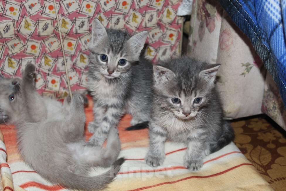 Кошки в Балашихе: котята в поисках дома Девочка, Бесплатно - фото 4