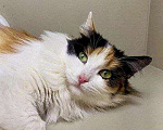 Кошки в Москве: Трехцветная кошка в добрые руки Девочка, Бесплатно - фото 4