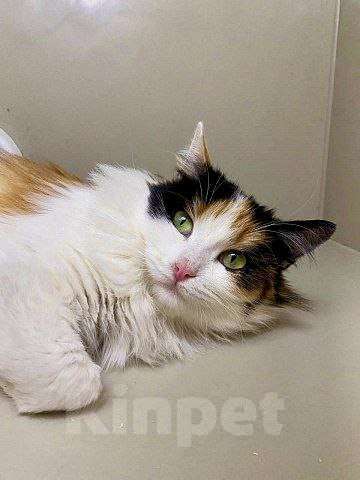 Кошки в Москве: Трехцветная кошка в добрые руки Девочка, Бесплатно - фото 4