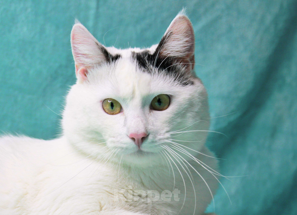 Кошки в Москве: Сирота в поисках семьи Мальчик, Бесплатно - фото 1