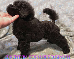 Собаки в Долгопрудном: Пуделя щенок миниатюрный коричневый мальчик Ярро Браун Мальчик, 100 000 руб. - фото 2