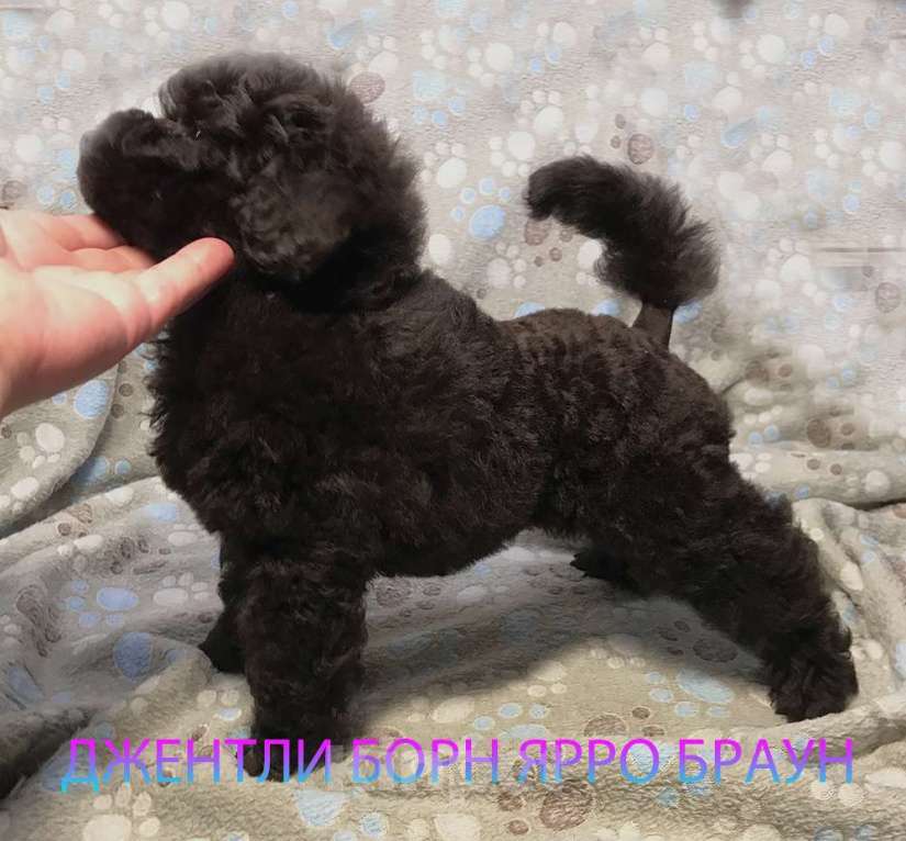 Собаки в Долгопрудном: Пуделя щенок миниатюрный коричневый мальчик Ярро Браун Мальчик, 100 000 руб. - фото 2