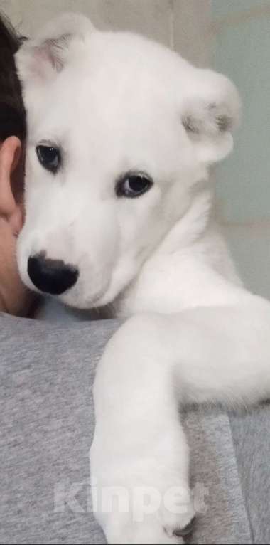 Собаки в Перми: Щенки САО Мальчик, Бесплатно - фото 3