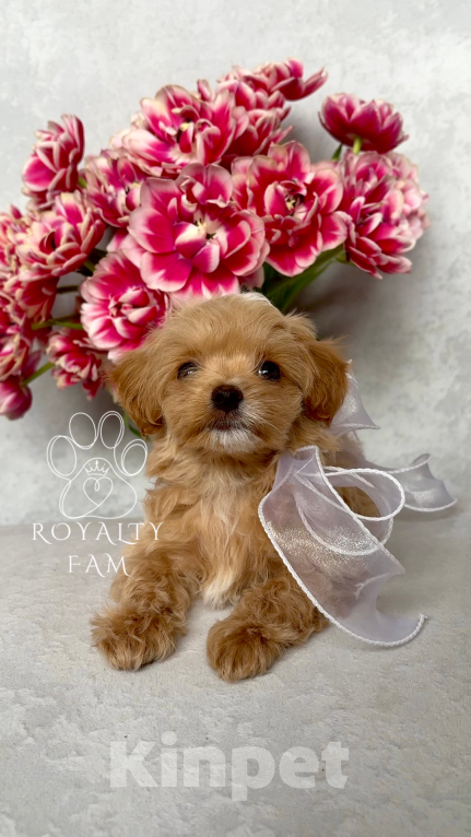 Собаки в Тольятти: Мини мальчик мальтипу F1 Royalty Fam Lovelace Мальчик, Бесплатно - фото 7
