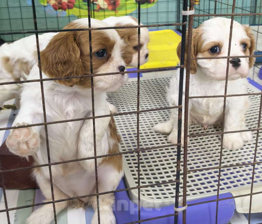 Собаки в Москве: Кавалер Кинг Чарльз спаниель девочки Девочка, 120 000 руб. - фото 4