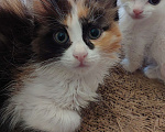 Кошки в Кургане: Манчкин лонг пушистая  Девочка, 35 000 руб. - фото 7