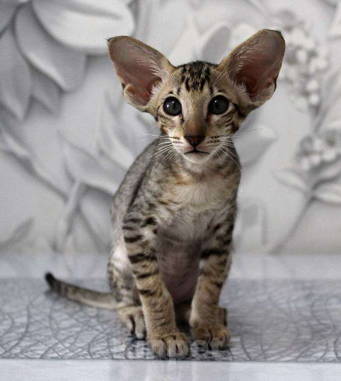 Кошки в Новосибирске: Котёнок Петерболд Девочка, 45 000 руб. - фото 2