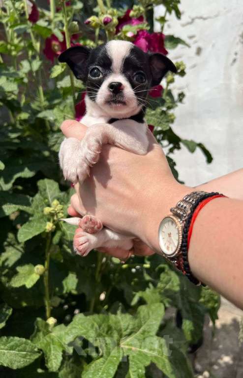 Собаки в Москве: Мальчик черно белый очароваш Мальчик, Бесплатно - фото 2