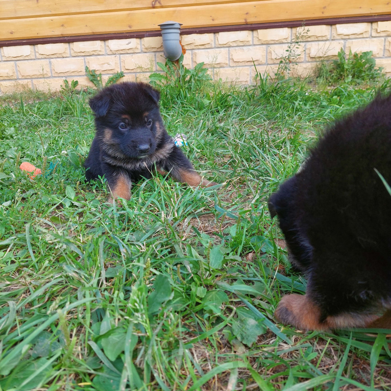 Собаки в других городах Владимирской области: Высокопородные щенки немецкой овчарки от титулованных родителей Мальчик, 75 000 руб. - фото 9