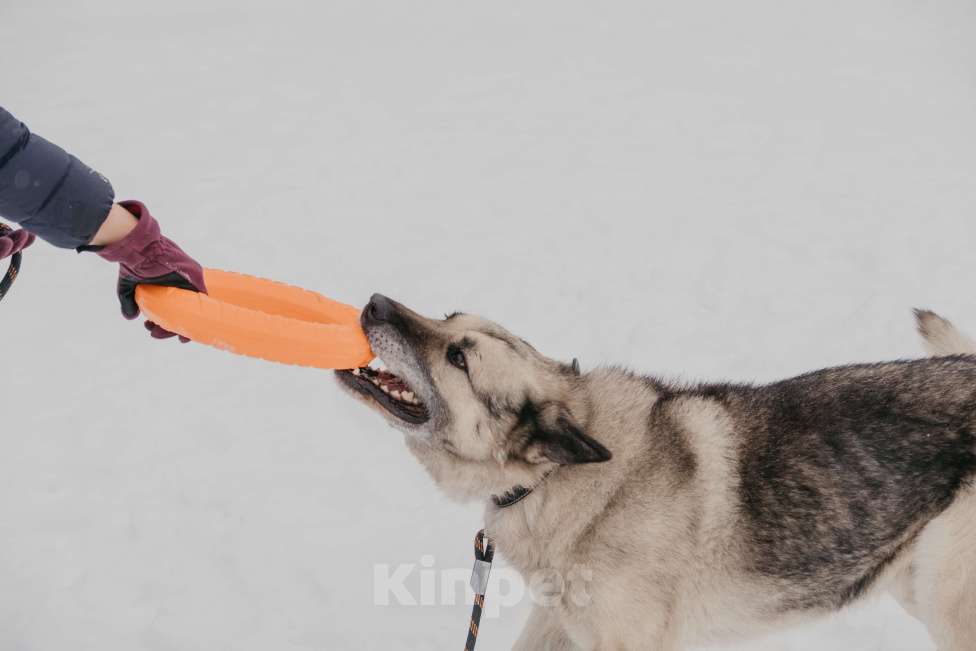 Собаки в Москве: Грэм Мальчик, Бесплатно - фото 2