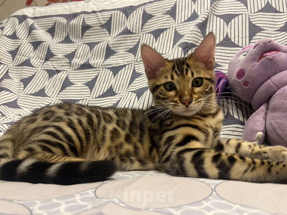 Кошки в Санкт-Петербурге: Бенгальский мальчик  Мальчик, Бесплатно - фото 2