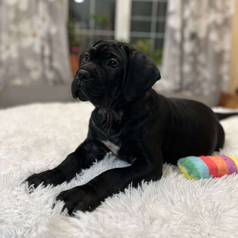 Собаки в других городах Московской области: Щенки Итальянского Кане Корсо! Девочка, 120 000 руб. - фото 6