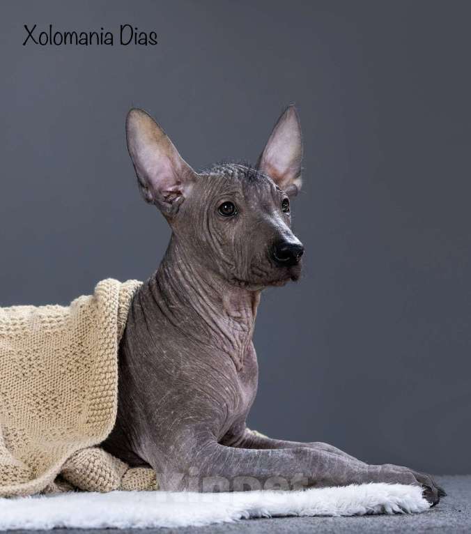 Собаки в Санкт-Петербурге: Щенки ксолоитцкуинтли ( мексиканская голая стандарт)  Мальчик, 120 000 руб. - фото 5