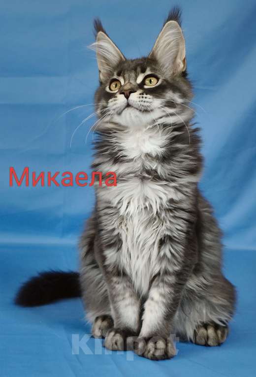 Кошки в Чайковском: Микаела Девочка, 40 000 руб. - фото 2