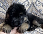 Собаки в Уфе: Щенки немецкой овчарки с родословной Разнополые, Бесплатно - фото 10