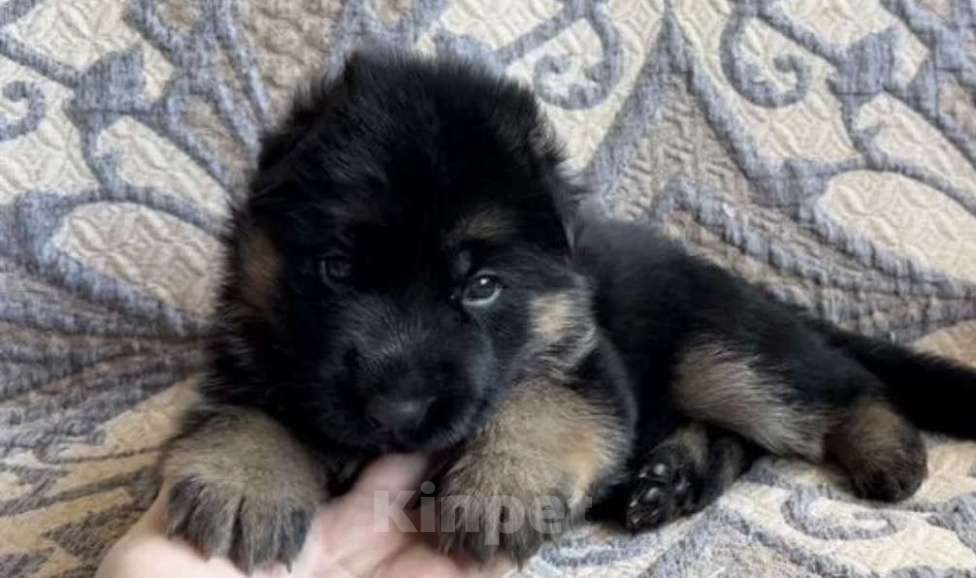 Собаки в Уфе: Щенки немецкой овчарки с родословной Разнополые, Бесплатно - фото 10