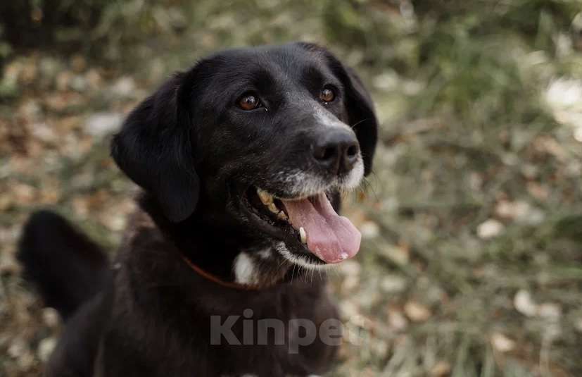 Собаки в Москве: Билла Девочка, Бесплатно - фото 3