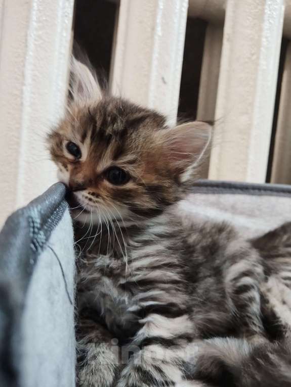 Кошки в Омске: Породистый сибирский котёнок Мия  Девочка, 10 000 руб. - фото 4