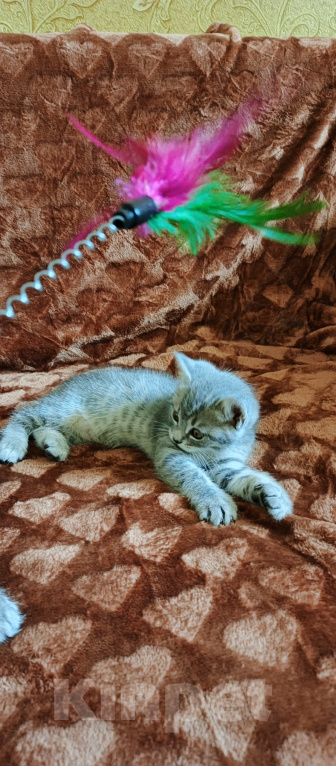 Кошки в Севастополе: Шотландский прямоухий котёнок Девочка, 13 000 руб. - фото 5