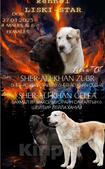 Собаки в Лиски: Щенки САО Мальчик, Бесплатно - фото 4