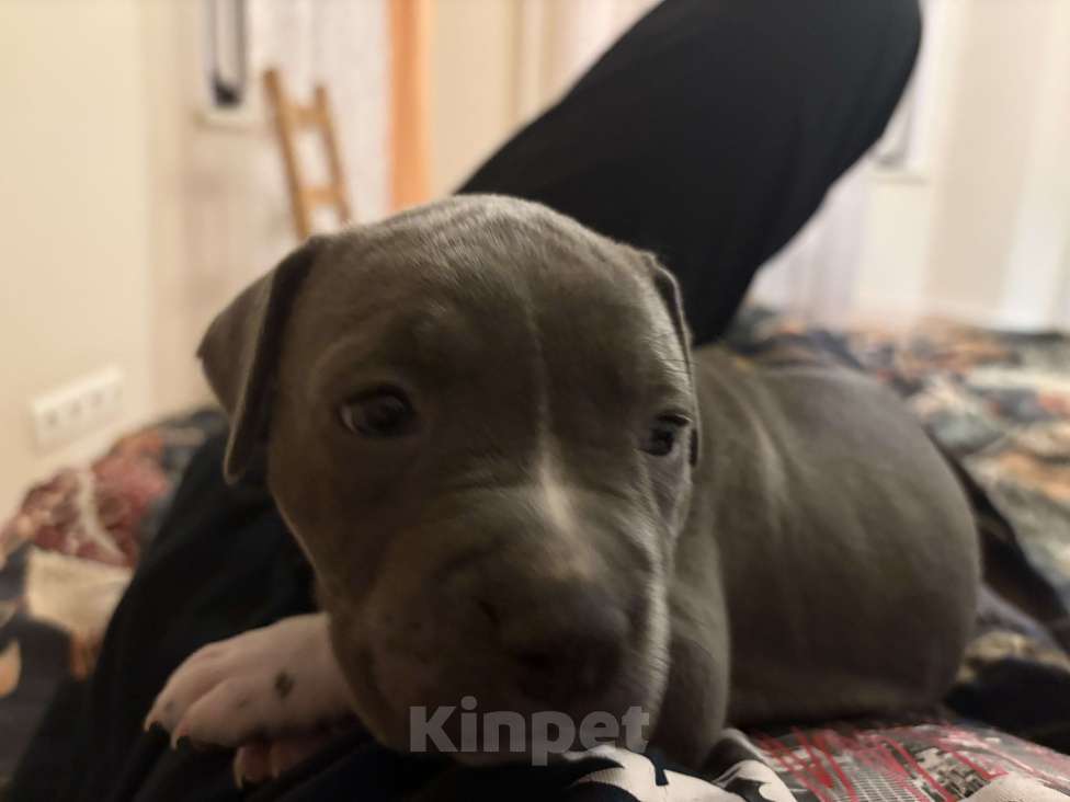 Собаки в других городах Московской области: Щенки Стаффорда Мальчик, 90 000 руб. - фото 5