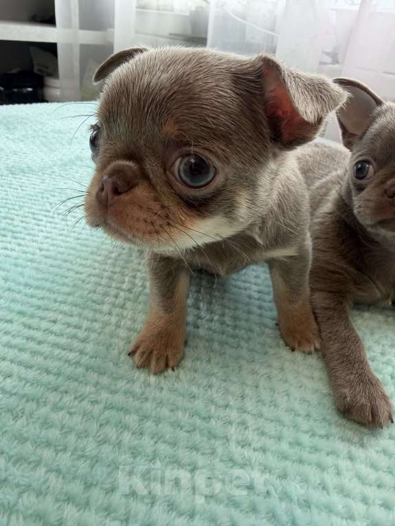 Собаки в Ижевске: Щенок чихуахуа Мальчик, 70 000 руб. - фото 1