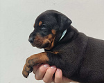 Собаки в других городах Московской области: Щенки добермана Мальчик, 70 000 руб. - фото 5