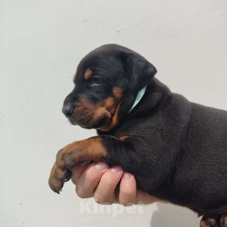 Собаки в других городах Московской области: Щенки добермана Мальчик, 70 000 руб. - фото 5