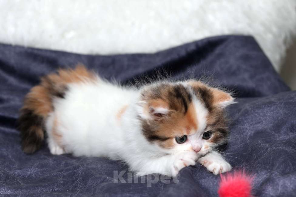 Кошки в Москве: Чудесная шотландская черепашка Девочка, 25 000 руб. - фото 3