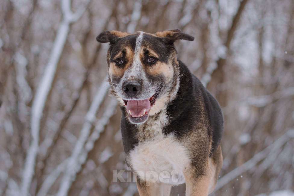 Собаки в Москве: Дюк Мальчик, Бесплатно - фото 2