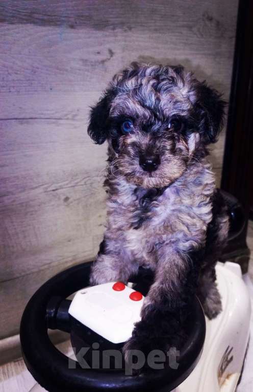 Собаки в Брянске: Шикарные щенки той пуделя🥰 Девочка, 40 000 руб. - фото 6