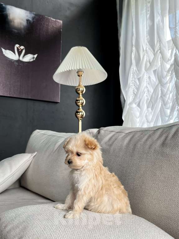 Собаки в Санкт-Петербурге: Мальтипу f1 мини Девочка, 150 000 руб. - фото 5