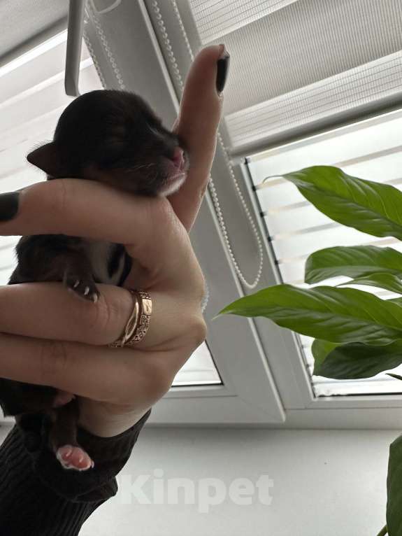 Собаки в Сарове: Щенки Мальчик, 45 000 руб. - фото 3