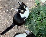 Кошки в Ростове-на-Дону: Котята в добрые руки, живут на улице Разнополые, Бесплатно - фото 8