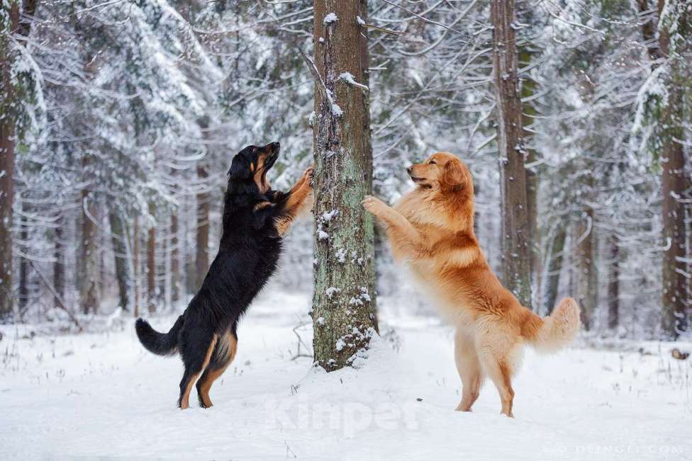 Собаки в Москве: щенки ховаварта Мальчик, Бесплатно - фото 6