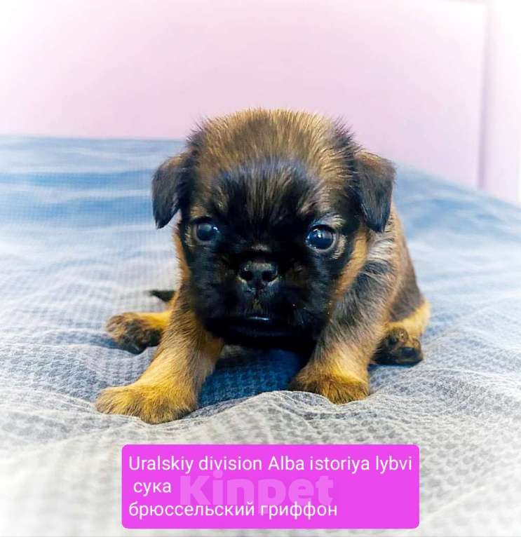 Собаки в Санкт-Петербурге: Девочка брюссельского гриффона Девочка, Бесплатно - фото 3